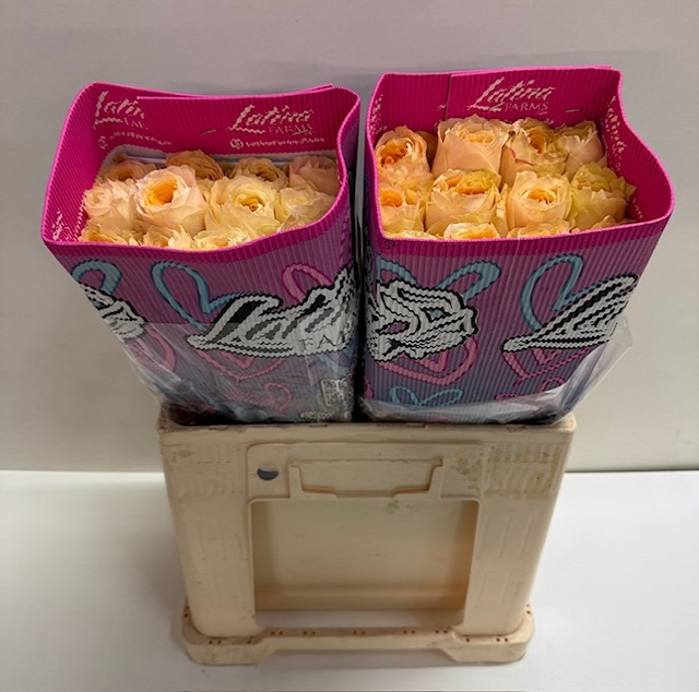Rosa ec crystal flame LT.jpg